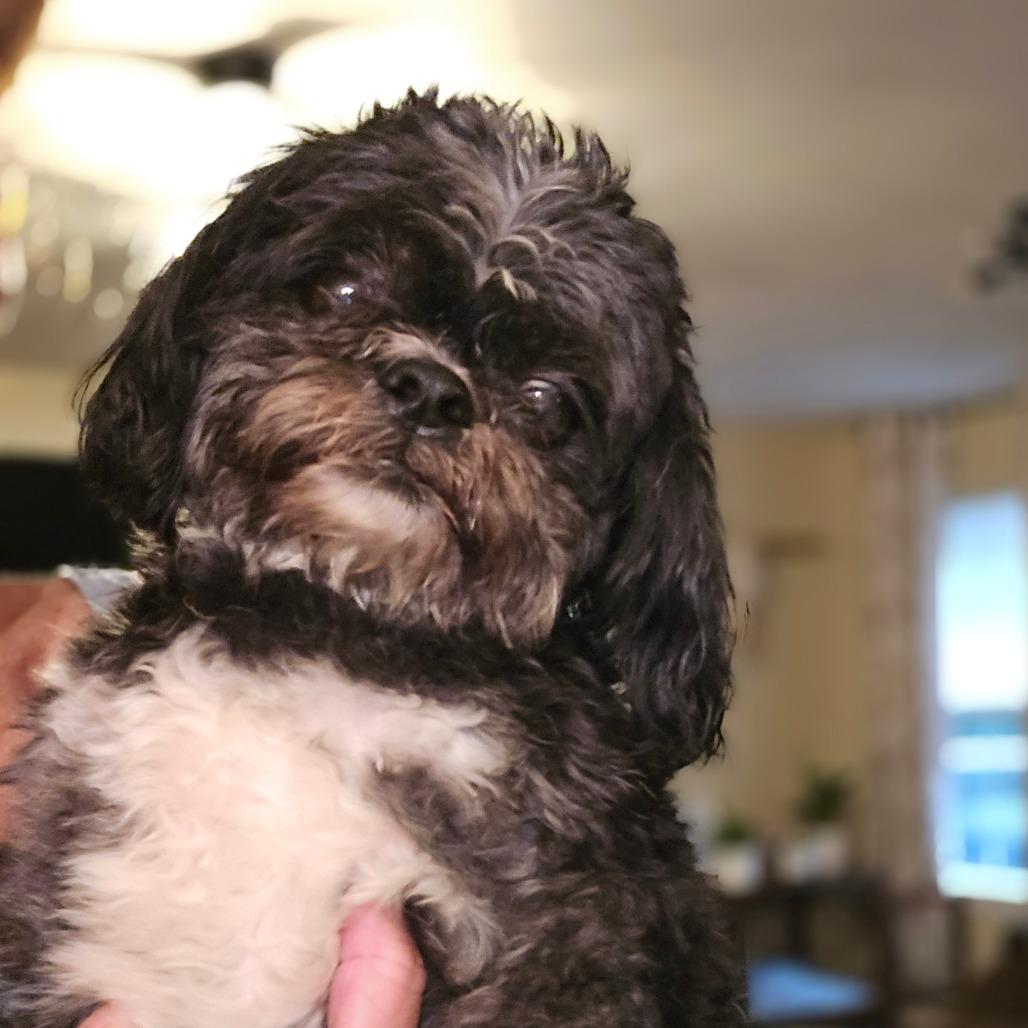 Zach, a Adoptable Shih Tzu in Bessemer, AL image 4/6