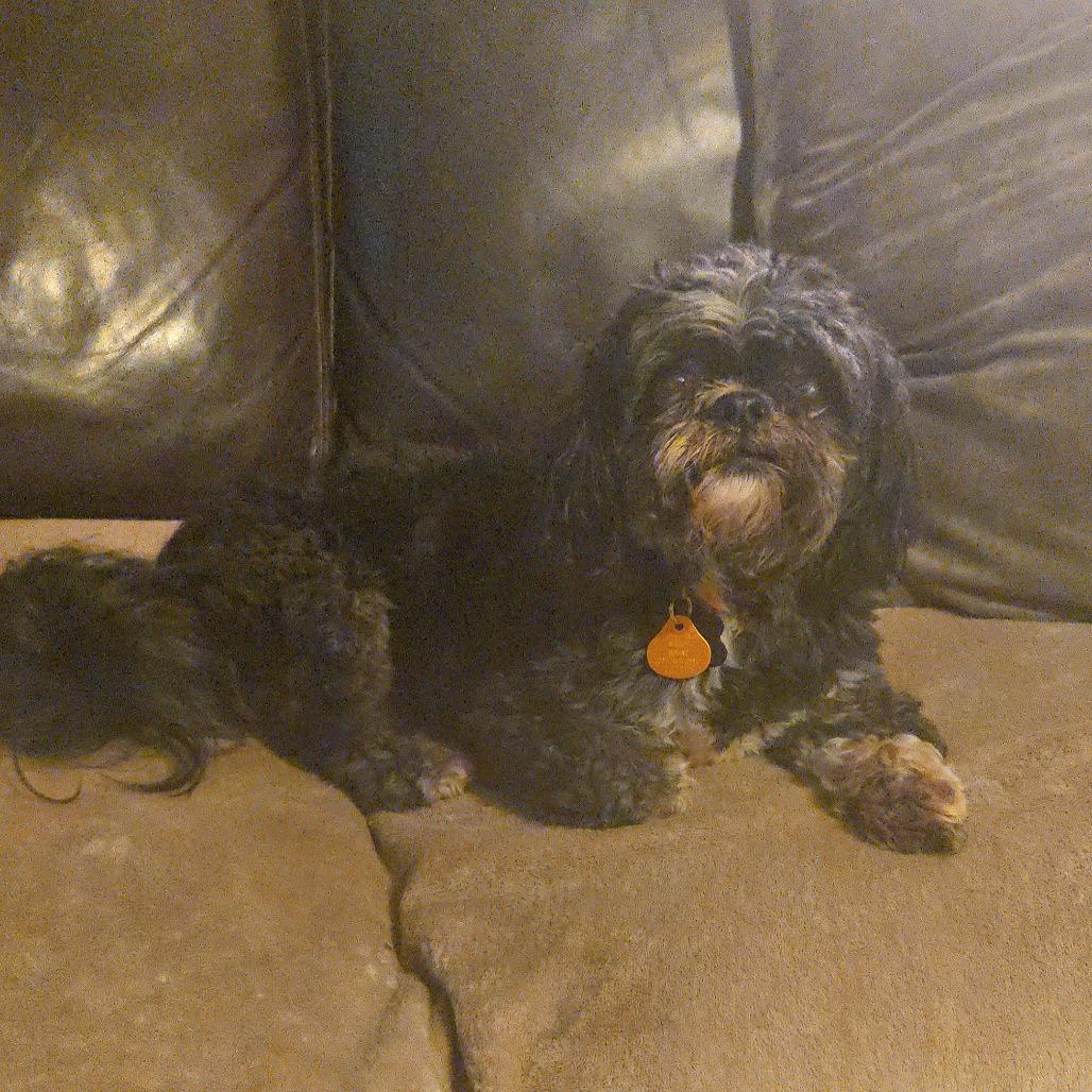 Zach, a Adoptable Shih Tzu in Bessemer, AL image 5/6