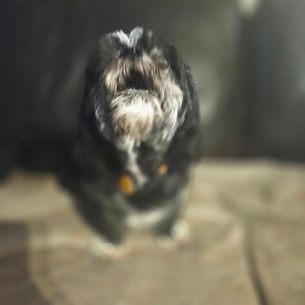 Zach, a Adoptable Shih Tzu in Bessemer, AL image 6/6