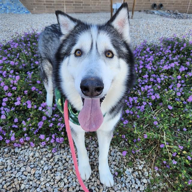 Enlarge YAMAHA, a Adoptable Alaskan Malamute in Mesa, AZ image 1/1
