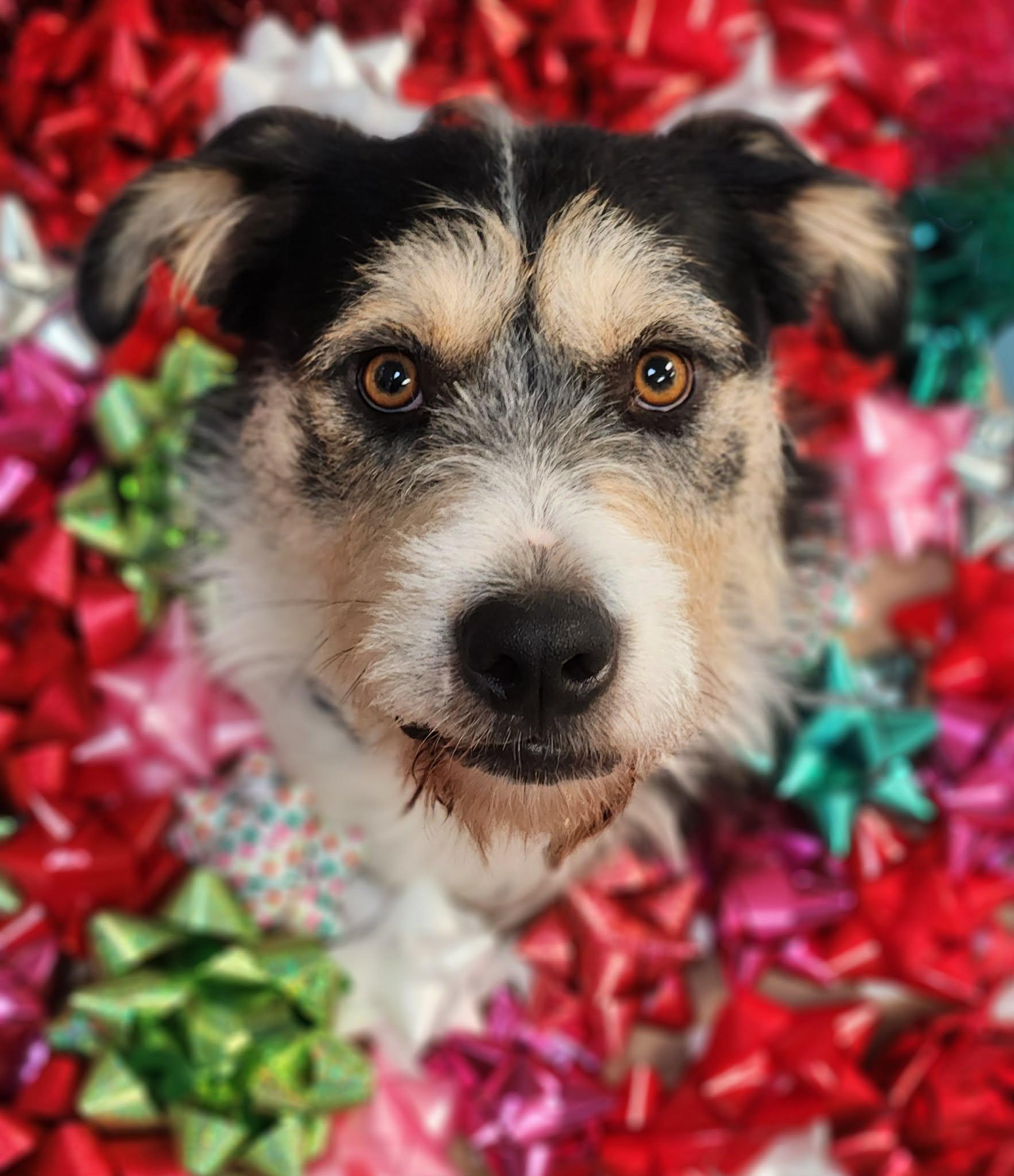 Morpheus, Adoptable, Adult Male Terrier.