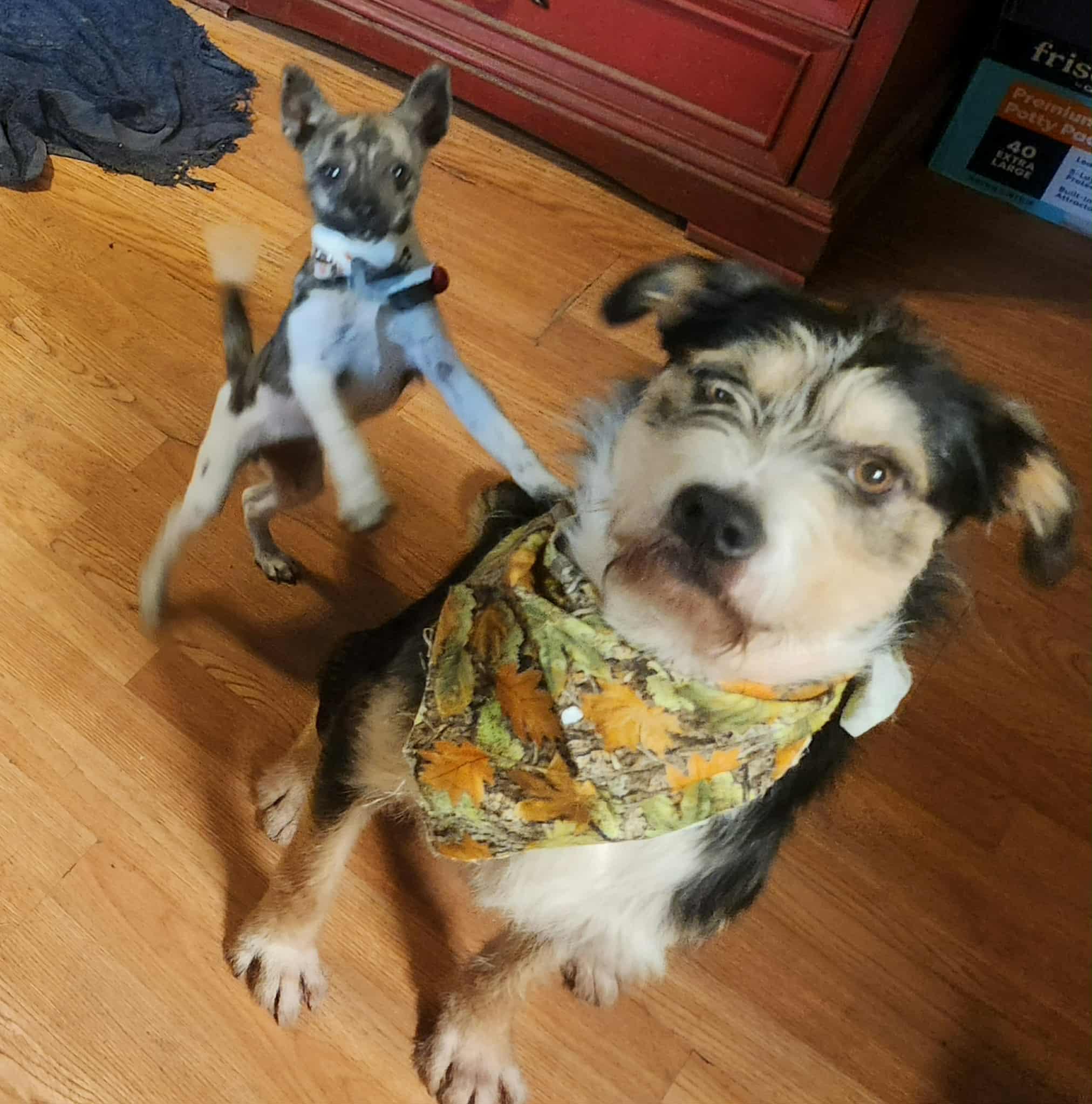 Enlarge Morpheus, a Adoptable mixed breed in Merrillville, IN image 5/6