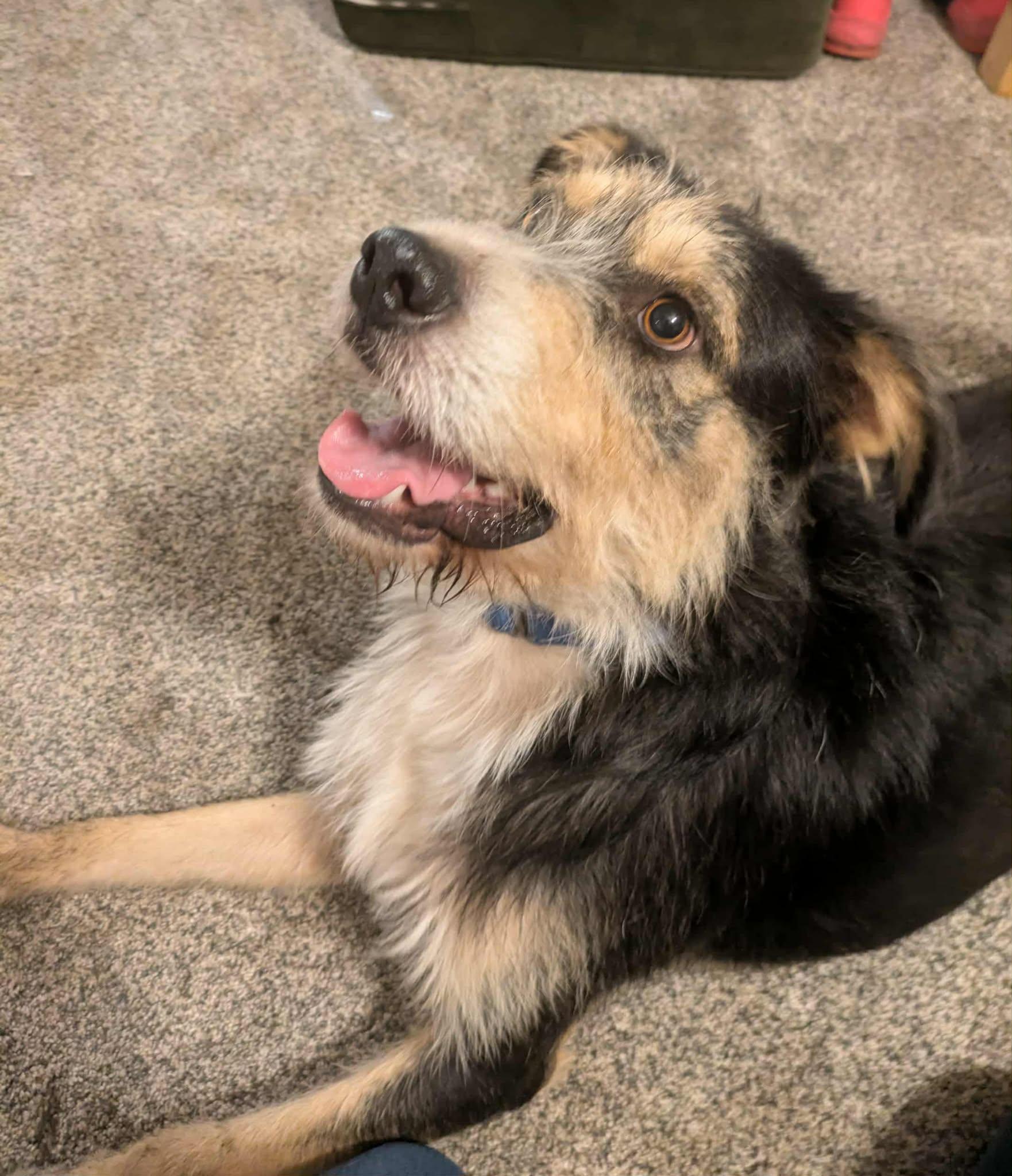 Enlarge Morpheus, a Adoptable mixed breed in Merrillville, IN image 2/6