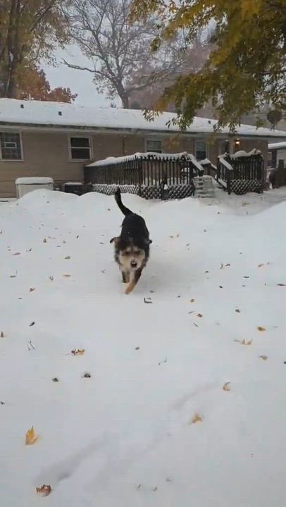 Enlarge Morpheus, a Adoptable mixed breed in Merrillville, IN video 3/6