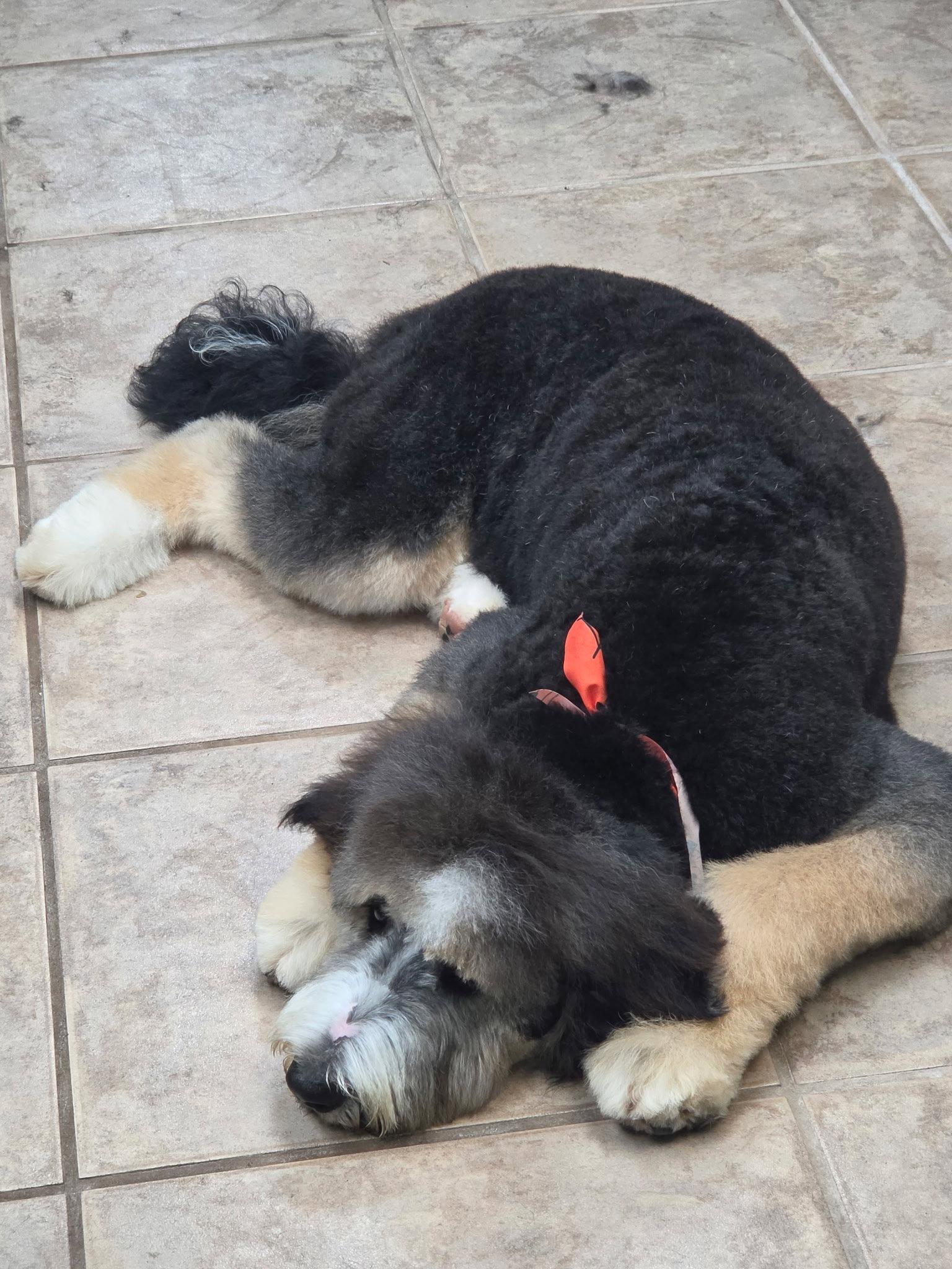 Enlarge Irving, a Adoptable mixed breed in Tenafly, NJ image 1/2