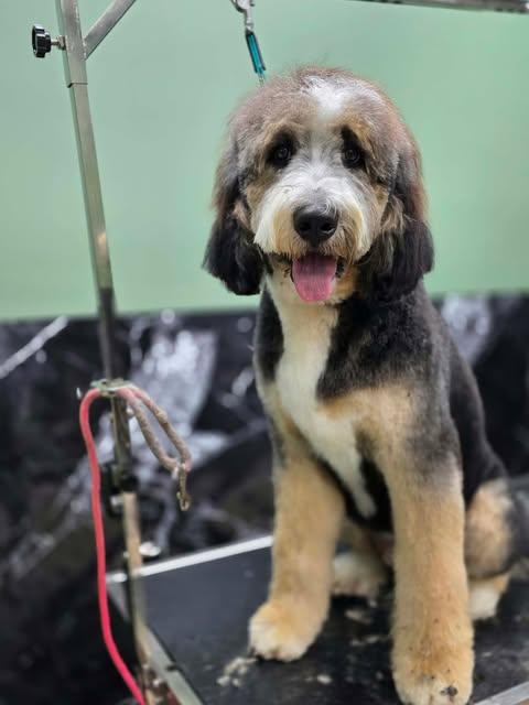 Enlarge Irving, a Adoptable mixed breed in Tenafly, NJ image 2/2