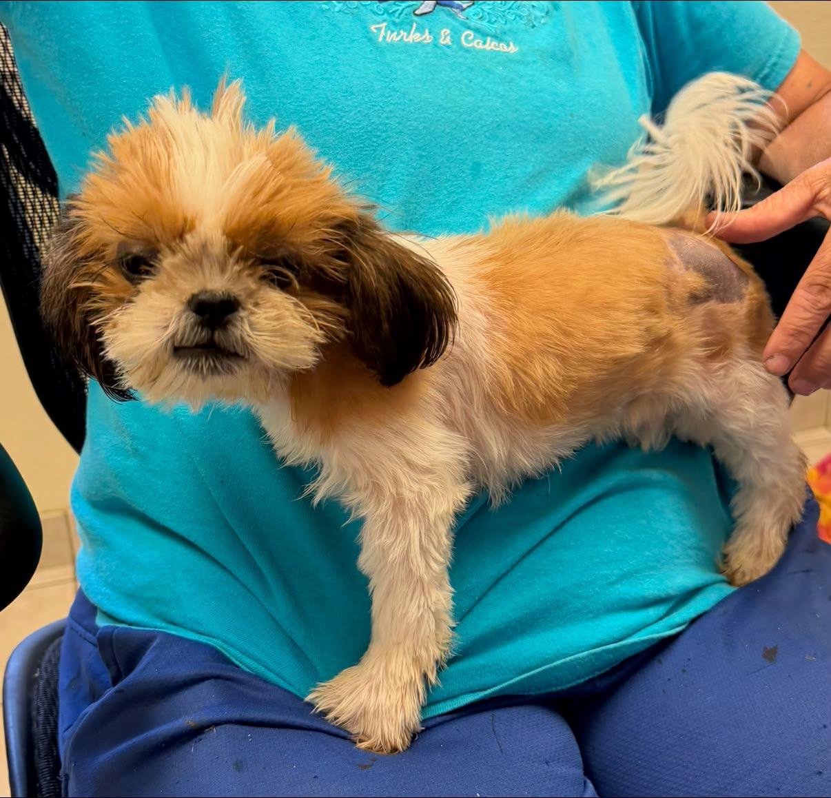 Theo, adopted, Young Male Shih Tzu.