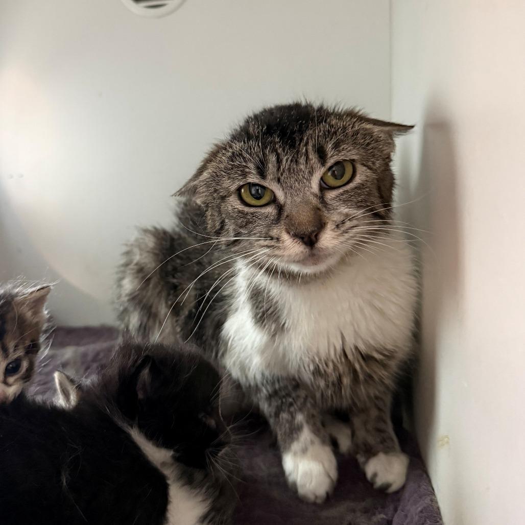 Enlarge Priscilla, a Adoptable Domestic Short Hair in Branford, CT image 1/1