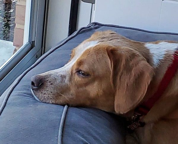 Gobi Suffolk, a Adoptable Beagle in Waldorf, MD image 2/4