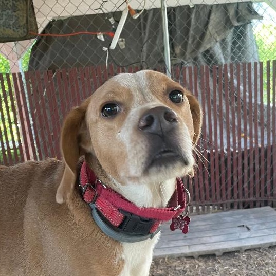 Gobi Suffolk, a Adoptable Beagle in Waldorf, MD image 4/4