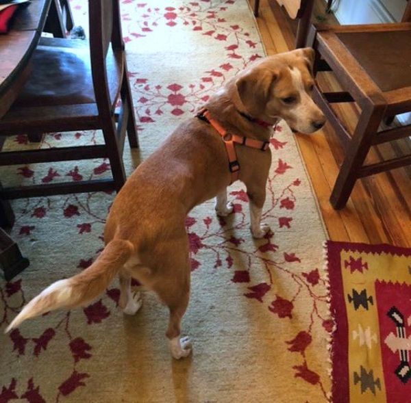 Gobi Suffolk, a Adoptable Beagle in Waldorf, MD image 3/4