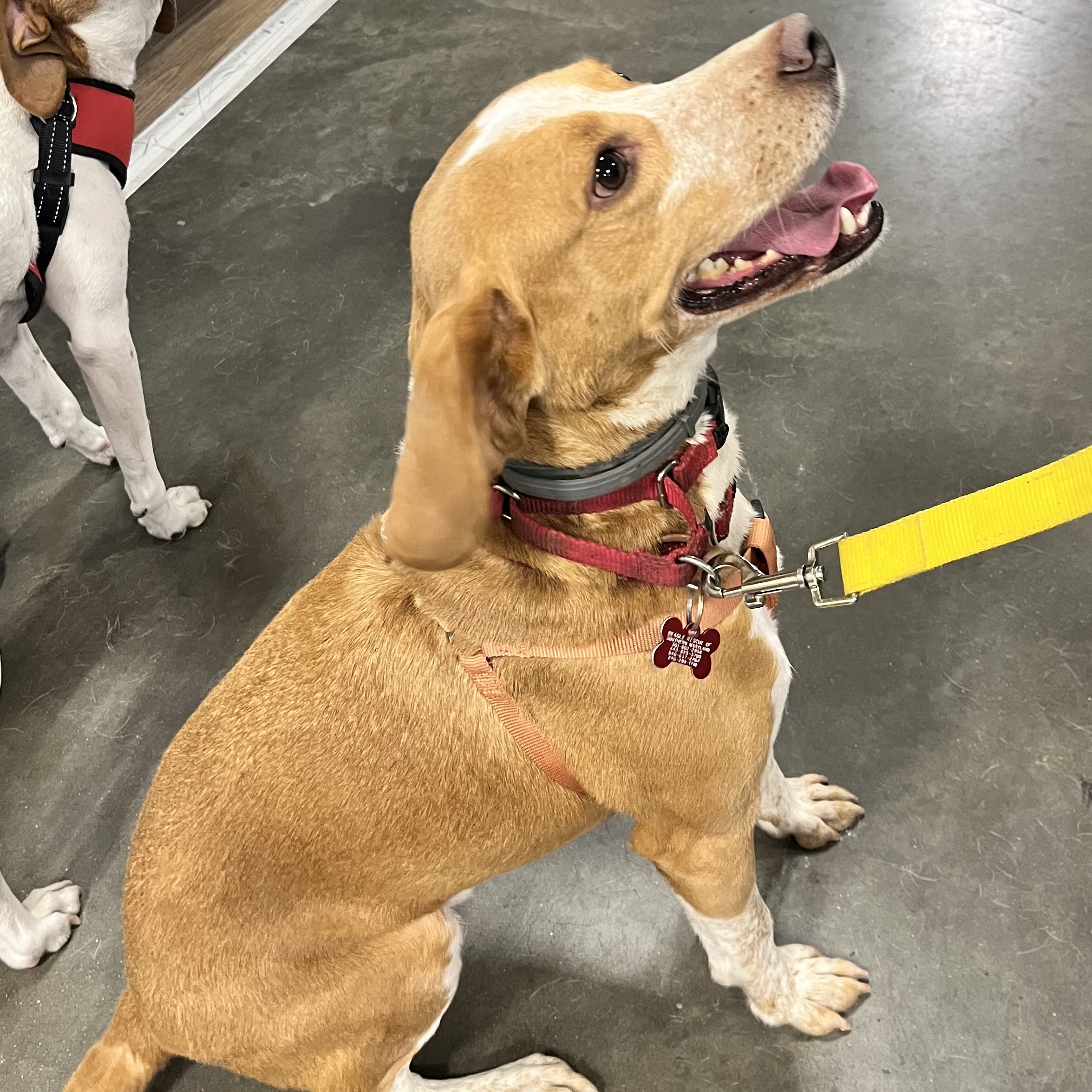 Gobi Suffolk, Adult Male Beagle