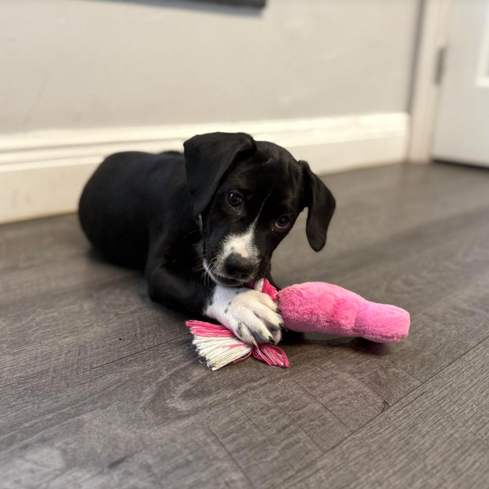 Rafael, Adoptable, Puppy Male Pit Bull Terrier.