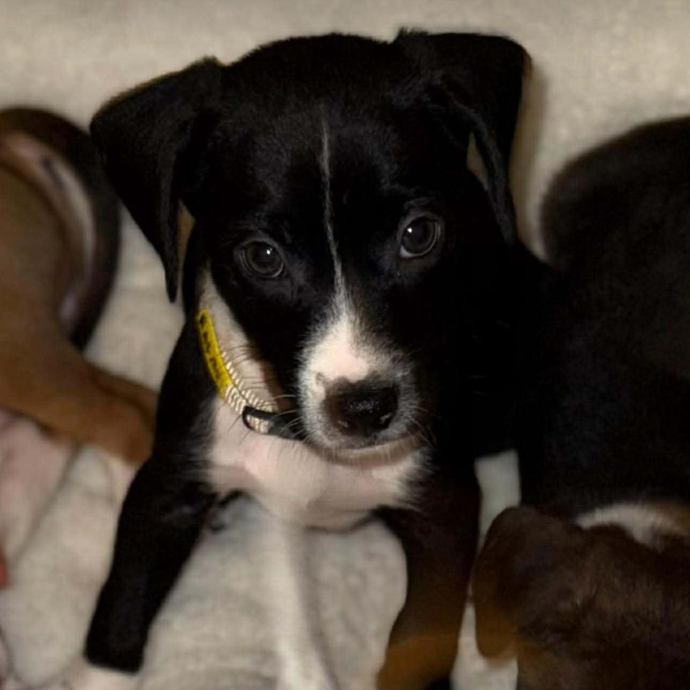 Rafael, a Adoptable Pit Bull Terrier in Tampa, FL image 5/6