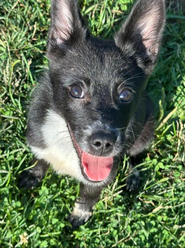 Gatsby, an adoptable Schipperke in Brunswick, OH, 44212 | Photo Image 4