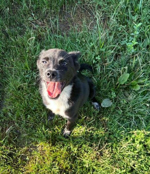 Gatsby, an adoptable Schipperke in Brunswick, OH, 44212 | Photo Image 3