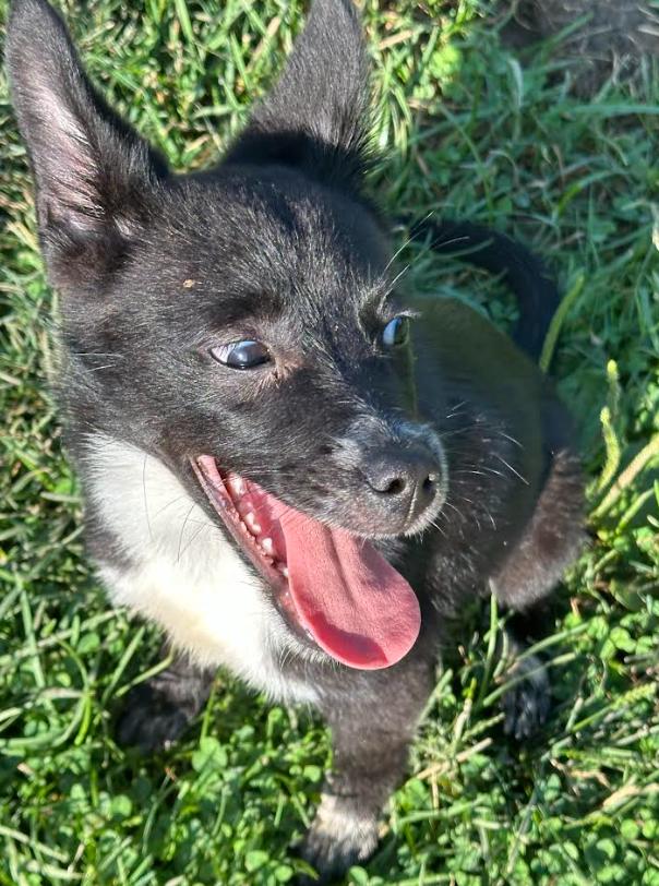 Gatsby, an adoptable Schipperke in Brunswick, OH, 44212 | Photo Image 5