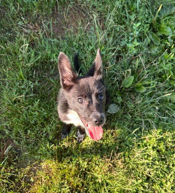 Gatsby, an adoptable Schipperke in Brunswick, OH, 44212 | Photo Image 6