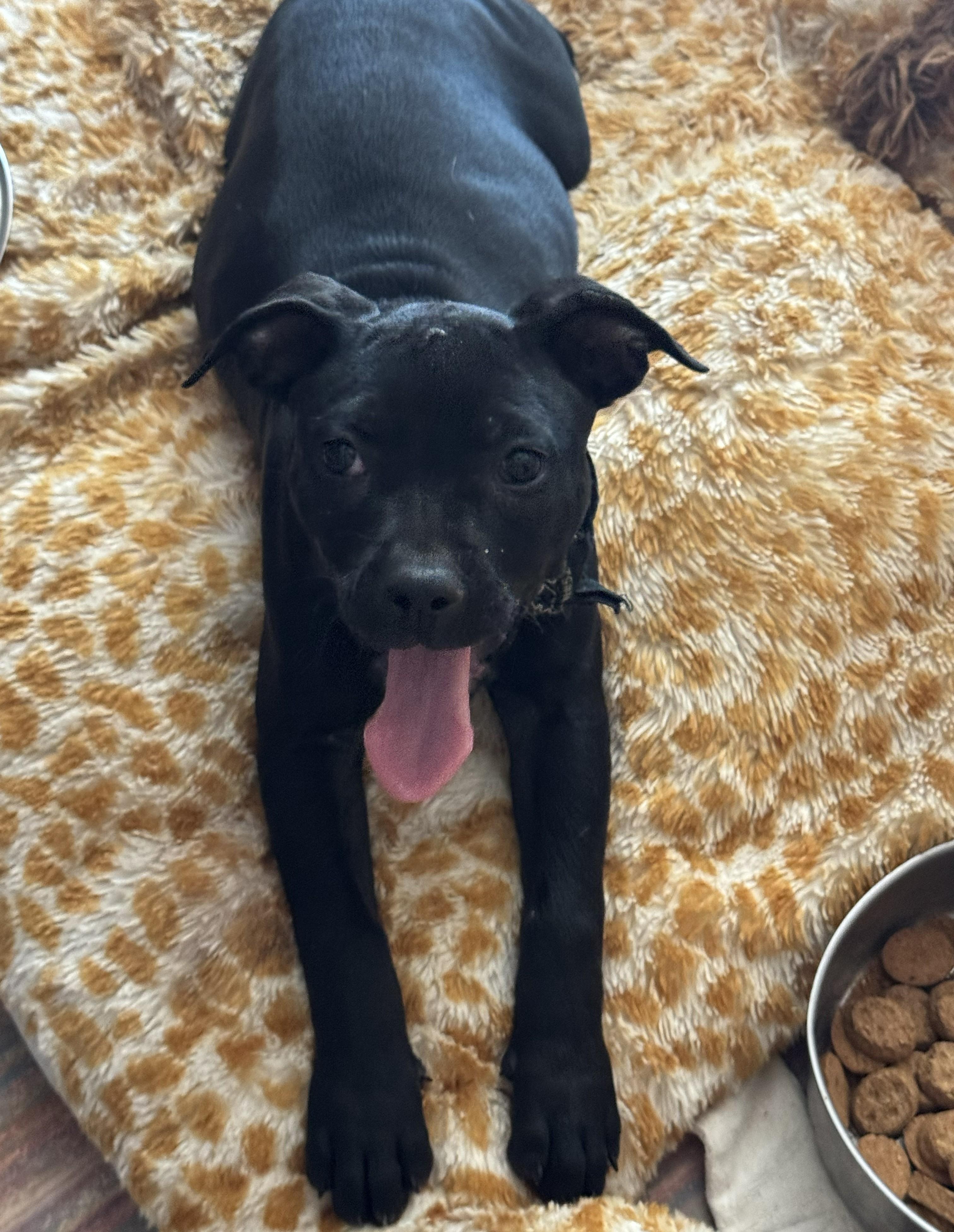 Enlarge Louella, a ADOPTABLE American Staffordshire Terrier in Westlake Village, CA image 2/4