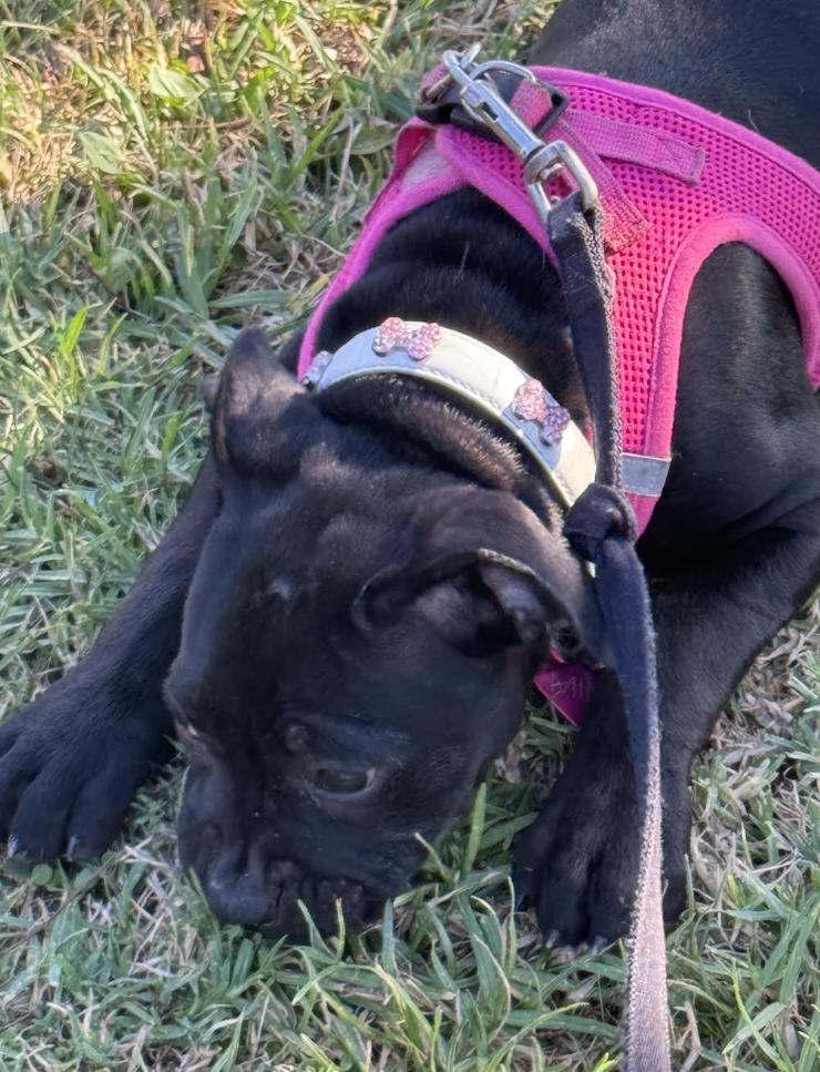 Enlarge Louella, a ADOPTABLE American Staffordshire Terrier in Westlake Village, CA image 3/4