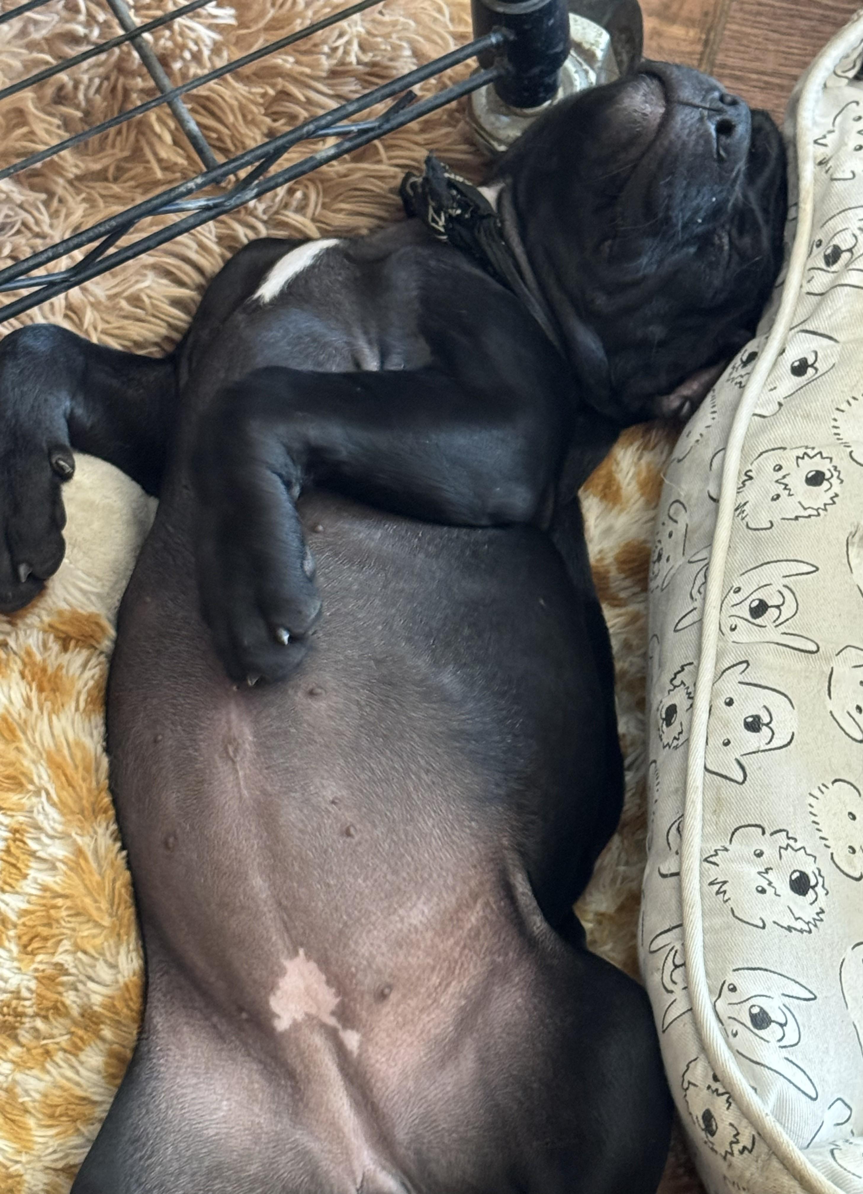 Enlarge Louella, a ADOPTABLE American Staffordshire Terrier in Westlake Village, CA image 1/4