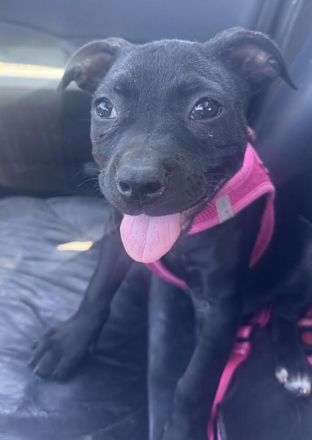 Enlarge Louella, a ADOPTABLE American Staffordshire Terrier in Westlake Village, CA image 4/4