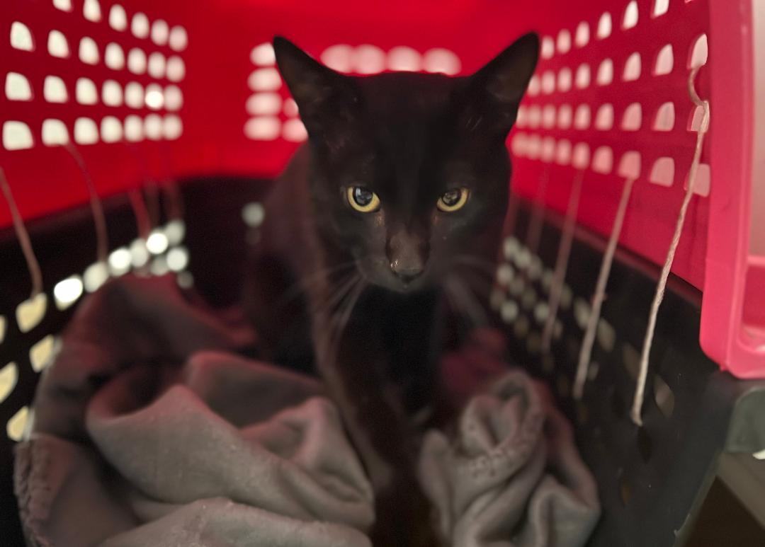 Sloth, Adoptable, Adult Male Burmese & Domestic Short Hair.