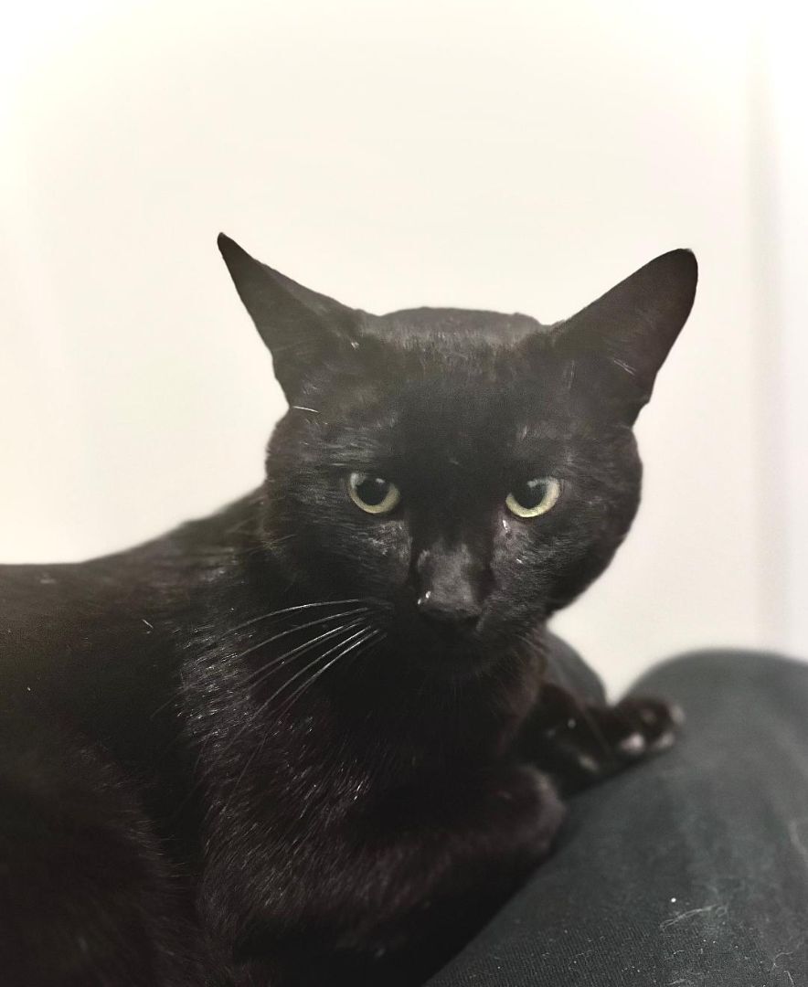 Enlarge Sloth, a Adoptable mixed breed in Malibu, CA image 2/2