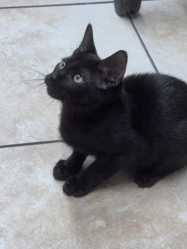 Crash, an adopted American Bobtail in Gainesville, FL image 3/5