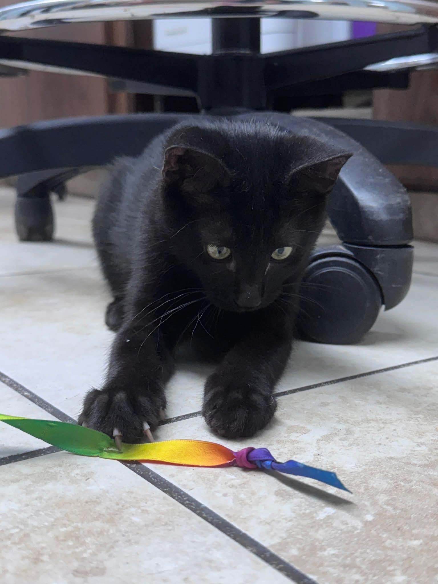 Crash, an adopted American Bobtail in Gainesville, FL image 4/5
