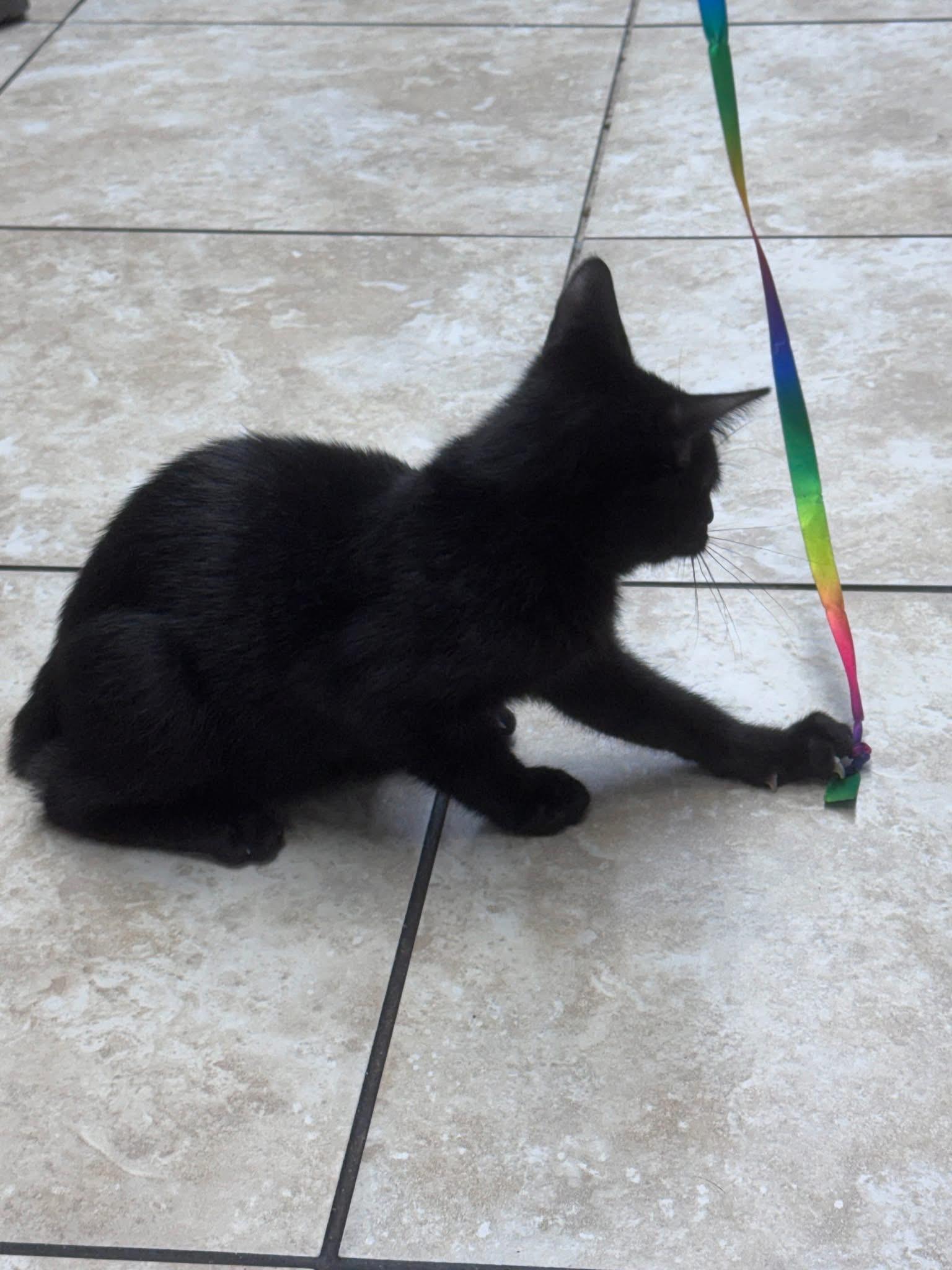 Crash, an adopted American Bobtail in Gainesville, FL image 2/5