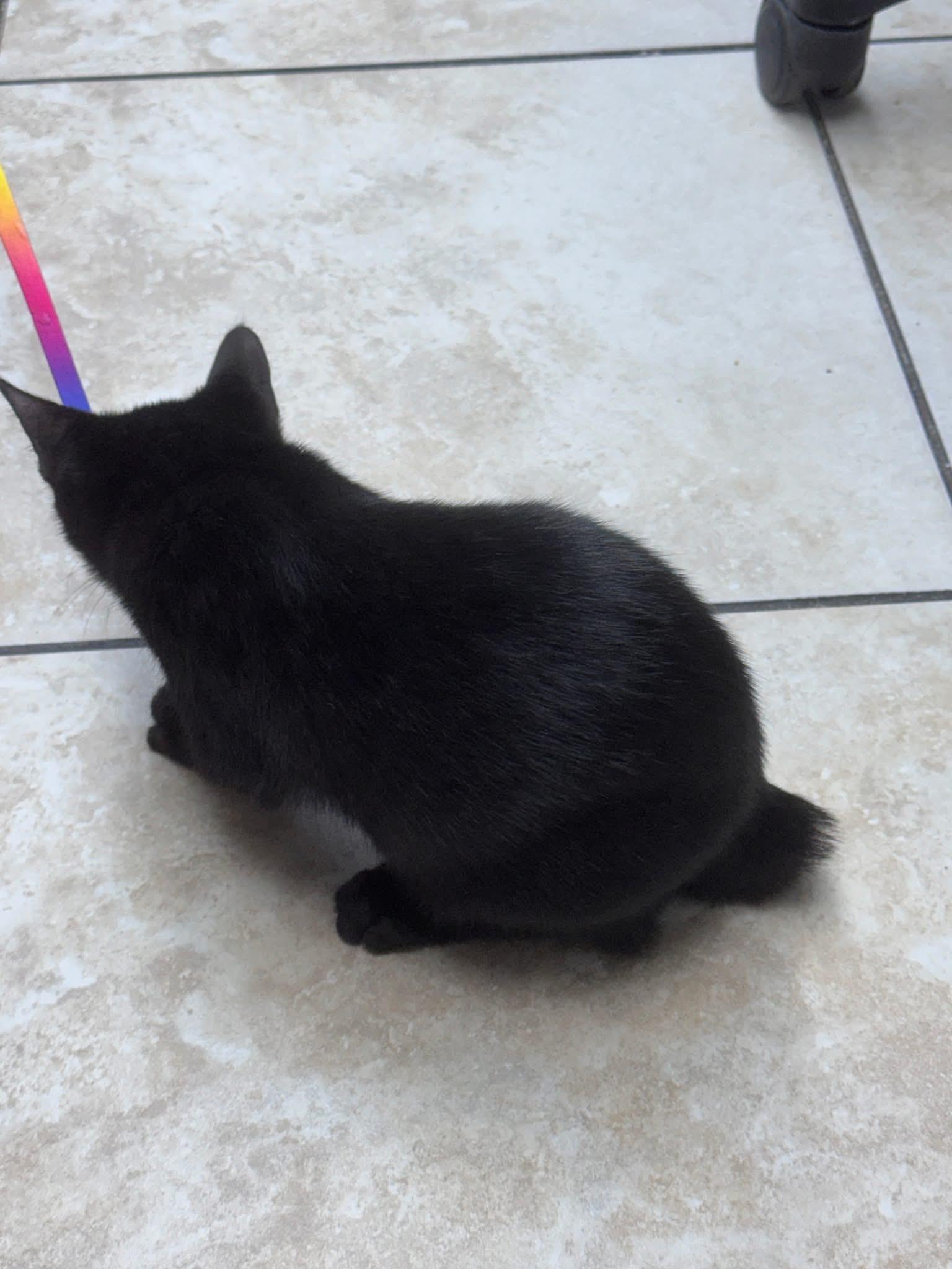 Crash, an adopted American Bobtail in Gainesville, FL image 5/5