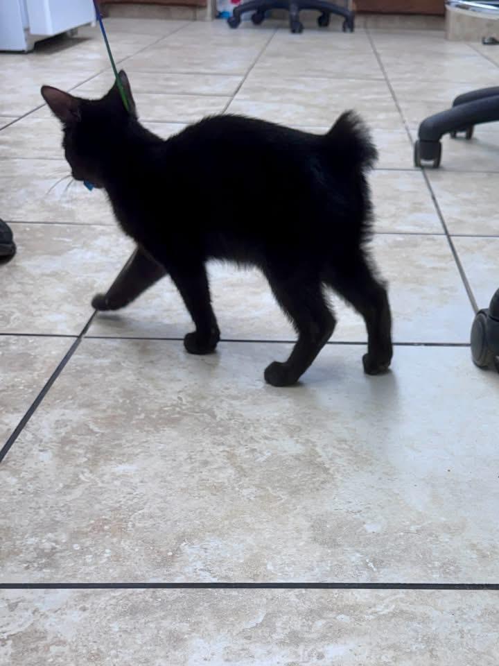 Crash, adopted, Kitten Male American Bobtail.