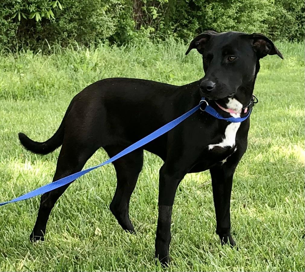Enlarge Sandy Cheeks, a Adoptable mixed breed in Louisville, KY image 5/5