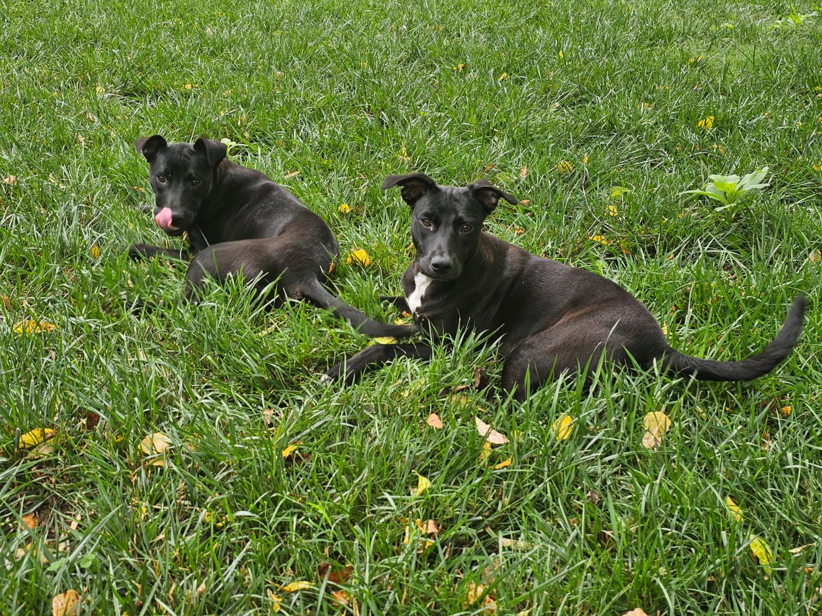 Enlarge Sandy Cheeks, a Adoptable mixed breed in Louisville, KY image 3/5