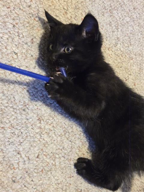 GENO, Adoptable, Kitten Male Domestic Short Hair.