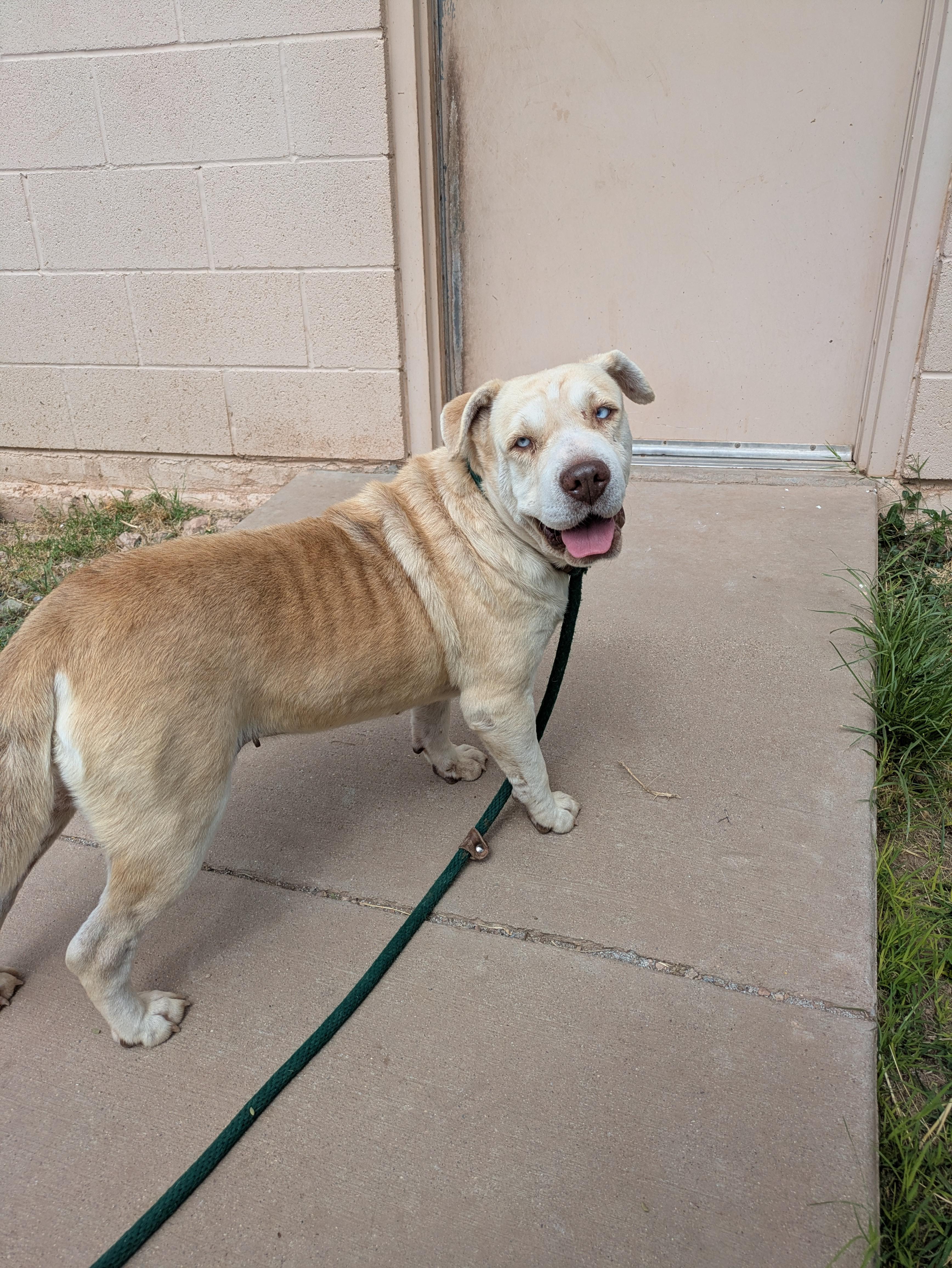 Enlarge Roxy, a Adoptable mixed breed in Bisbee, AZ image 1/1