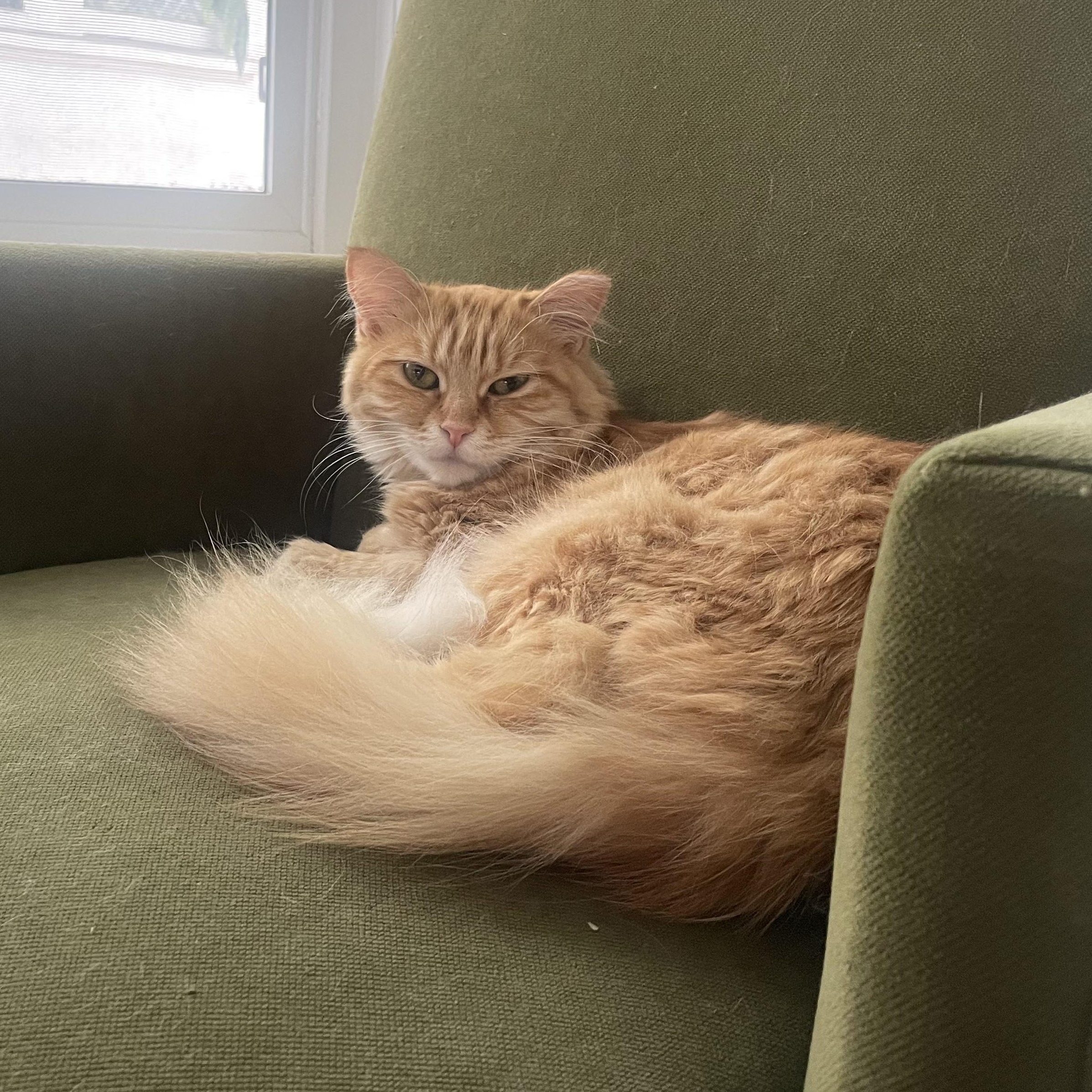 Reba Tabby Cat