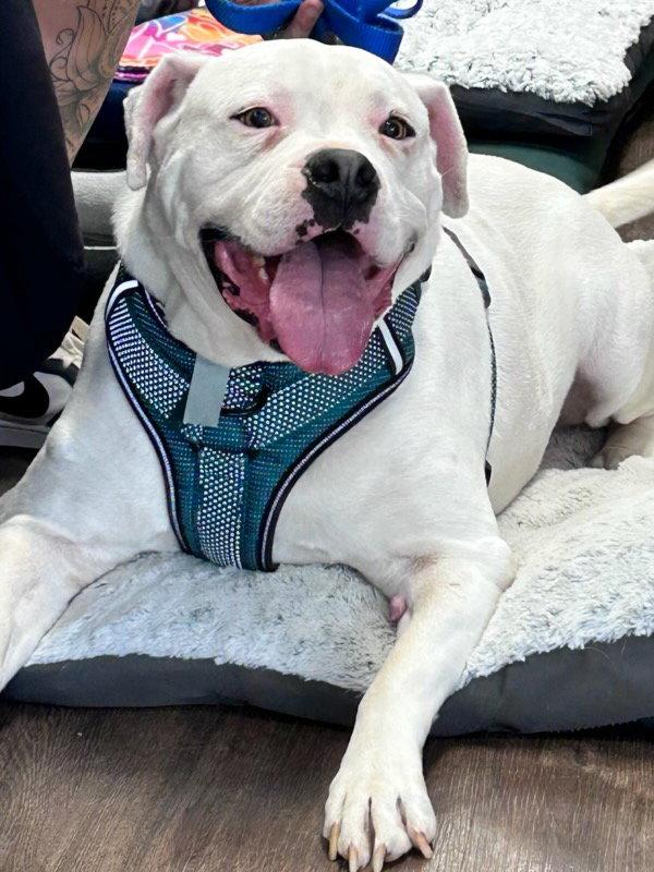 Ross, Adoptable, Adult Male American Bulldog & Boxer.