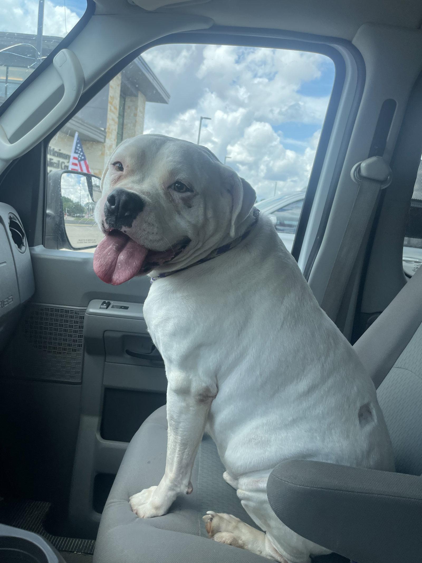 Enlarge Ross, a Adoptable mixed breed in Gun Barrel City, TX image 2/3