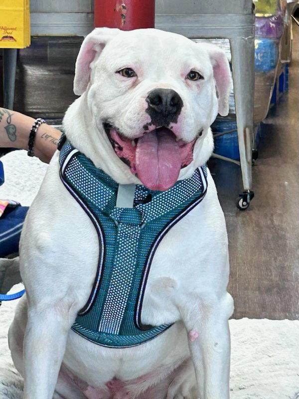 Enlarge Ross, a Adoptable mixed breed in Gun Barrel City, TX image 3/3