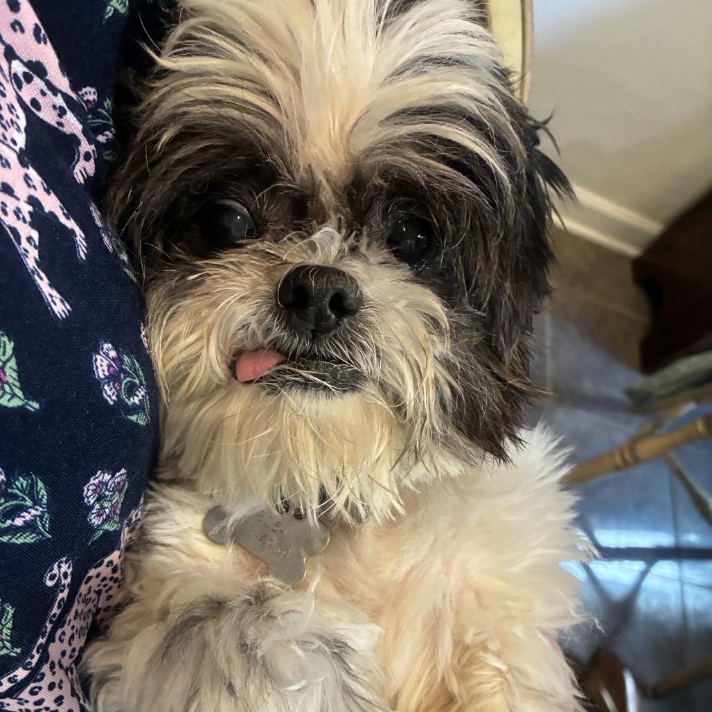 Enlarge Oscar, a Adoptable Shih Tzu in Daphne, AL image 1/3