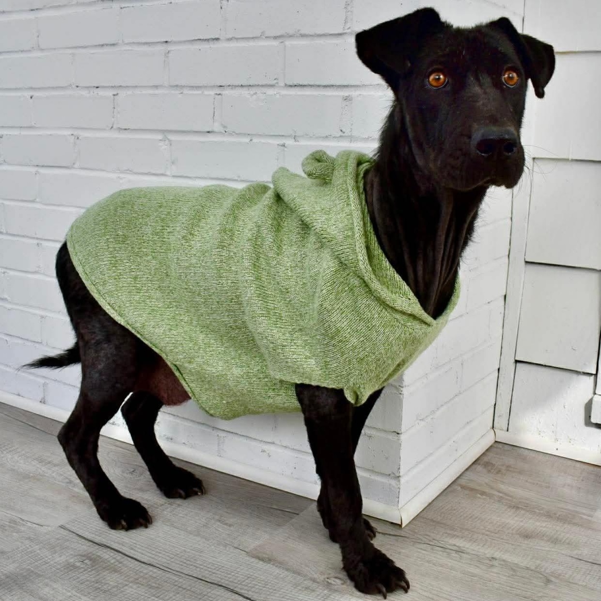 Enlarge Lucy, a ADOPTABLE mixed breed in Rochester, NY image 5/5