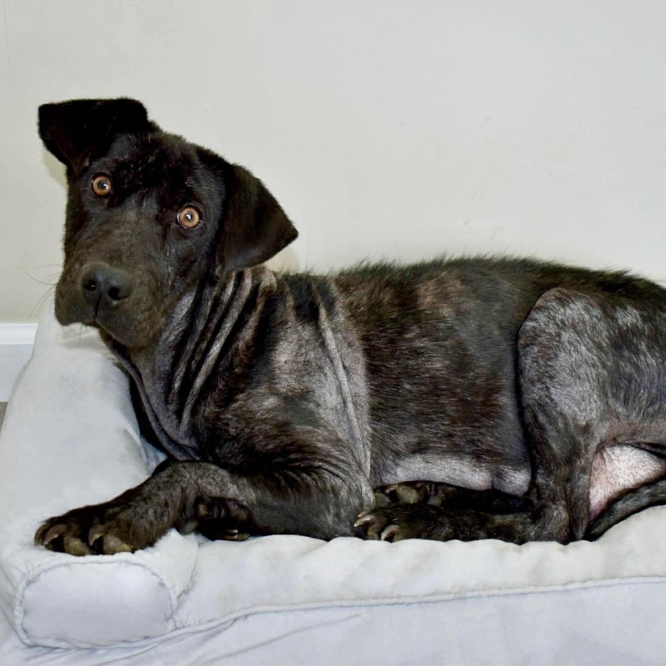 Enlarge Lucy, a ADOPTABLE mixed breed in Rochester, NY image 3/5