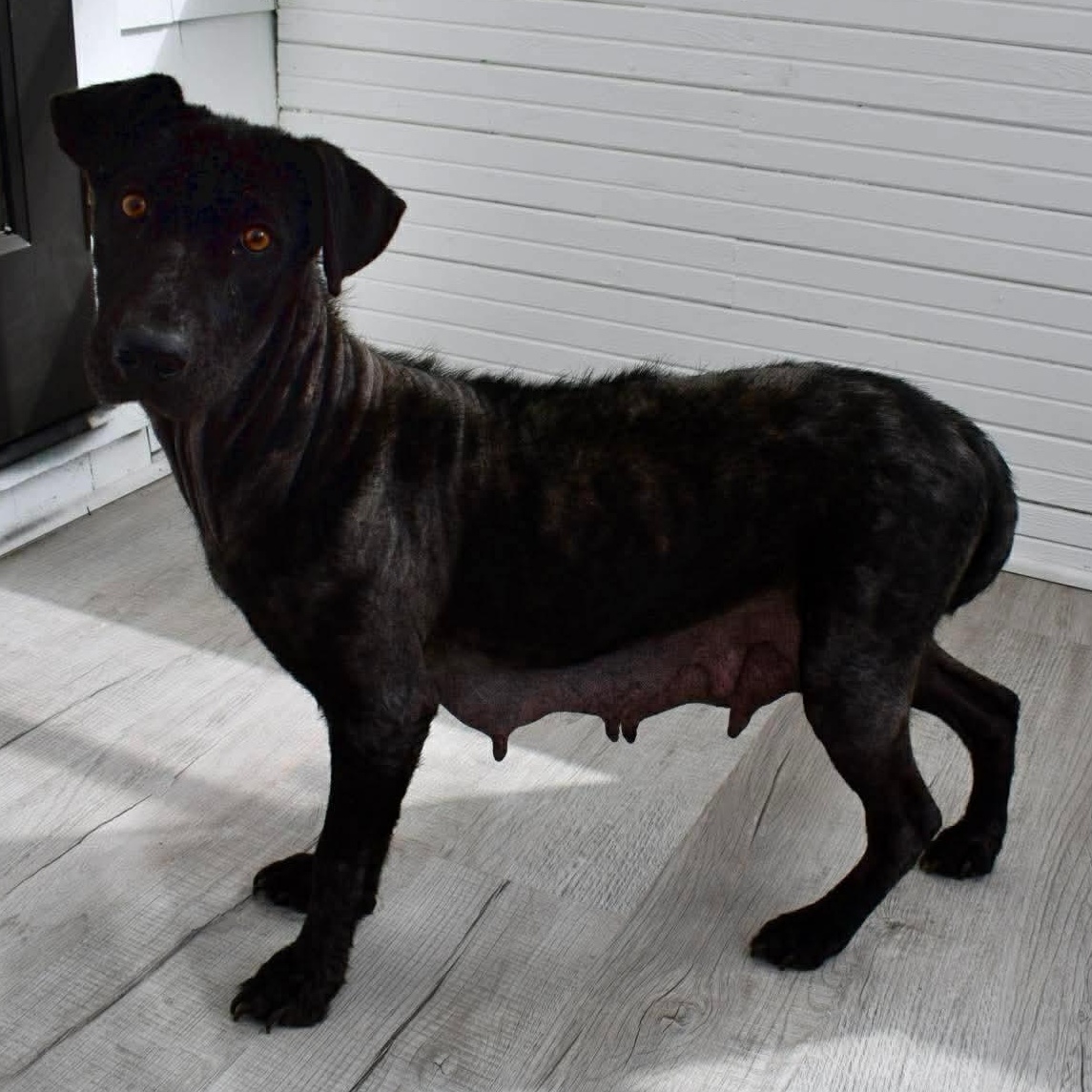 Enlarge Lucy, a ADOPTABLE mixed breed in Rochester, NY image 4/5