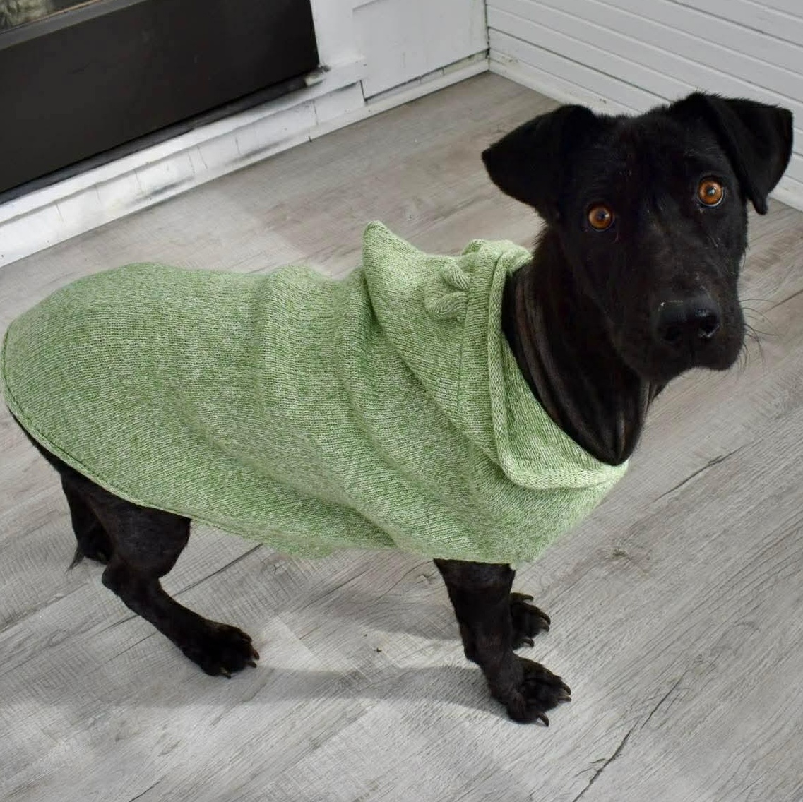 Lucy, ADOPTABLE, Young Female Black Labrador Retriever & Shepherd.