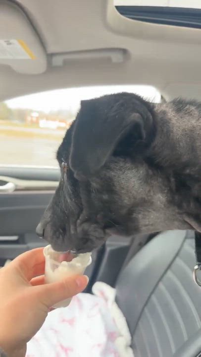 Enlarge Lucy, a ADOPTABLE mixed breed in Rochester, NY video 2/5