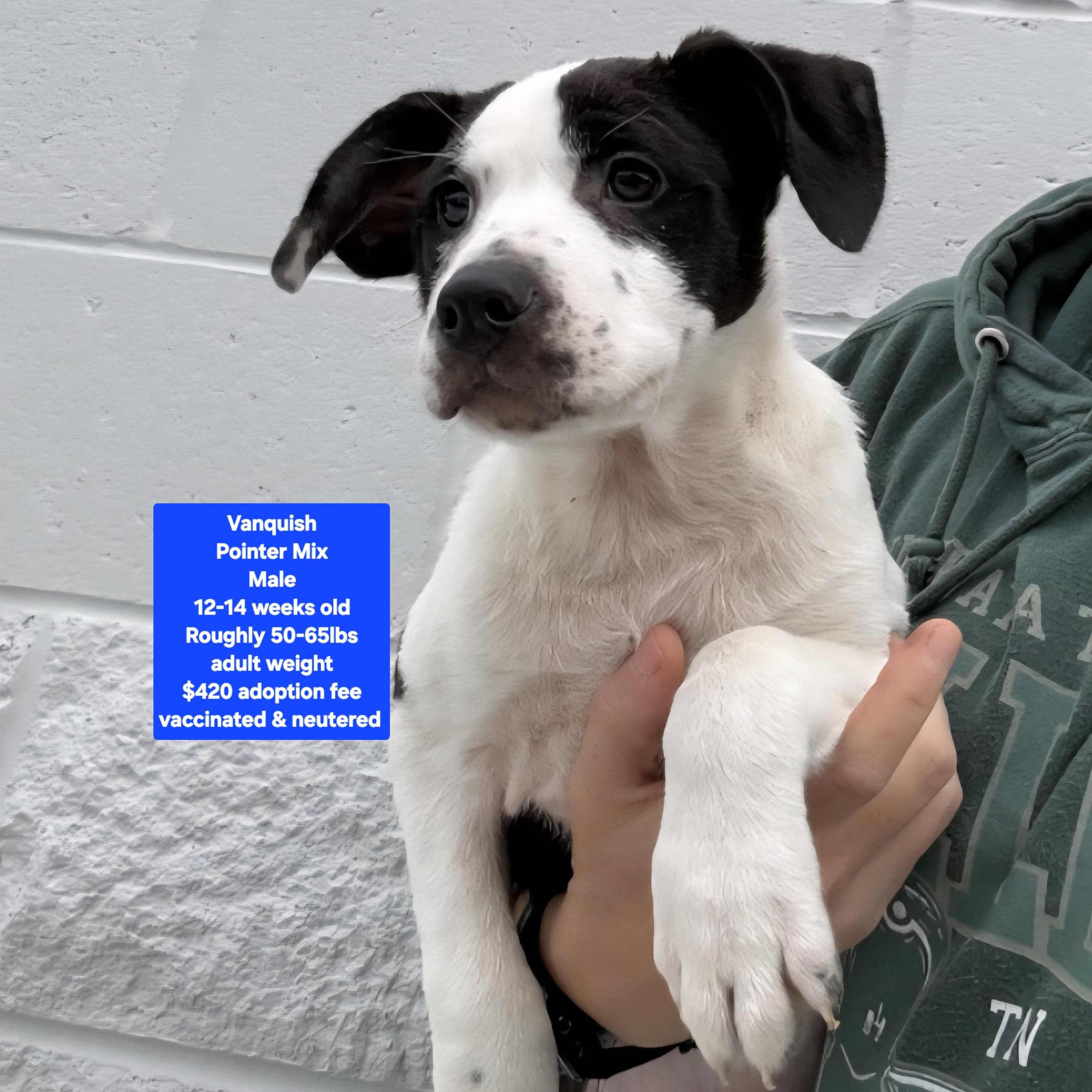 Vanquish, adopted, Puppy Male Pointer.