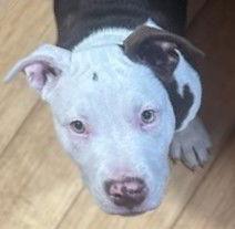 Diamond, a Adoptable Pit Bull Terrier in Berlin, MD image 1/3