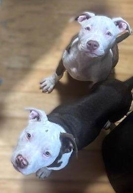 Diamond, a Adoptable Pit Bull Terrier in Berlin, MD image 2/3